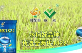 以开两优17怎么样？（了解以开两优17的特点与表现）